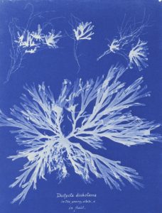 02_Atkins_Anna_Dictyota_dichotoma_in_the_young_state_and_in_fruit_cianotipo_1848-49_distribución_1
