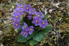 Foto de la Ramonda myconi (coneguda també com orella d'ós), una planta dedicada a Francesc Micó, l’altre botànic osonenc del qual es va parlar.